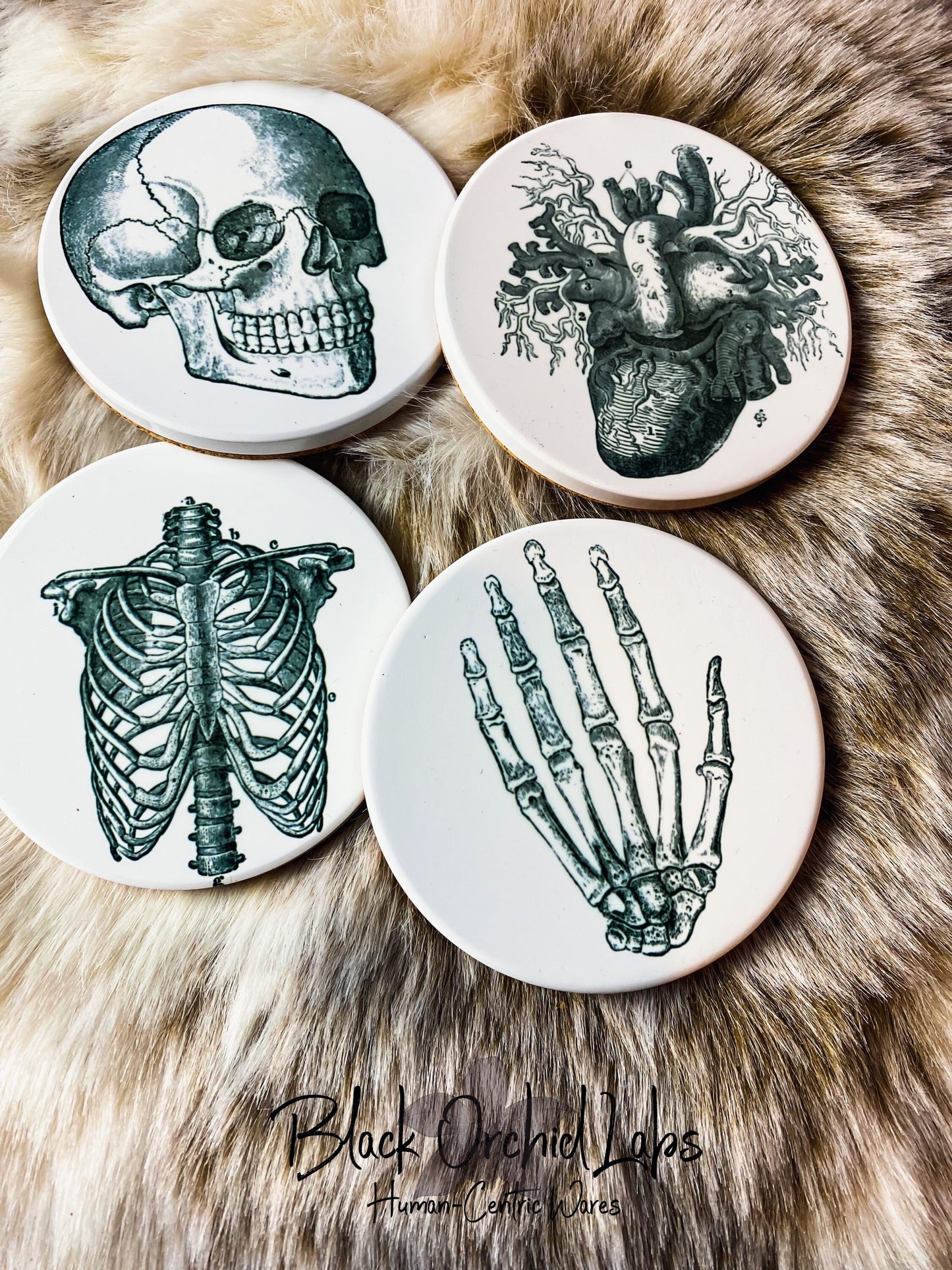 Vintage Skull Anatomy Coasters, Set of 4, Goth Coasters, Dark Academia, Furniture and Decor, Gift for him