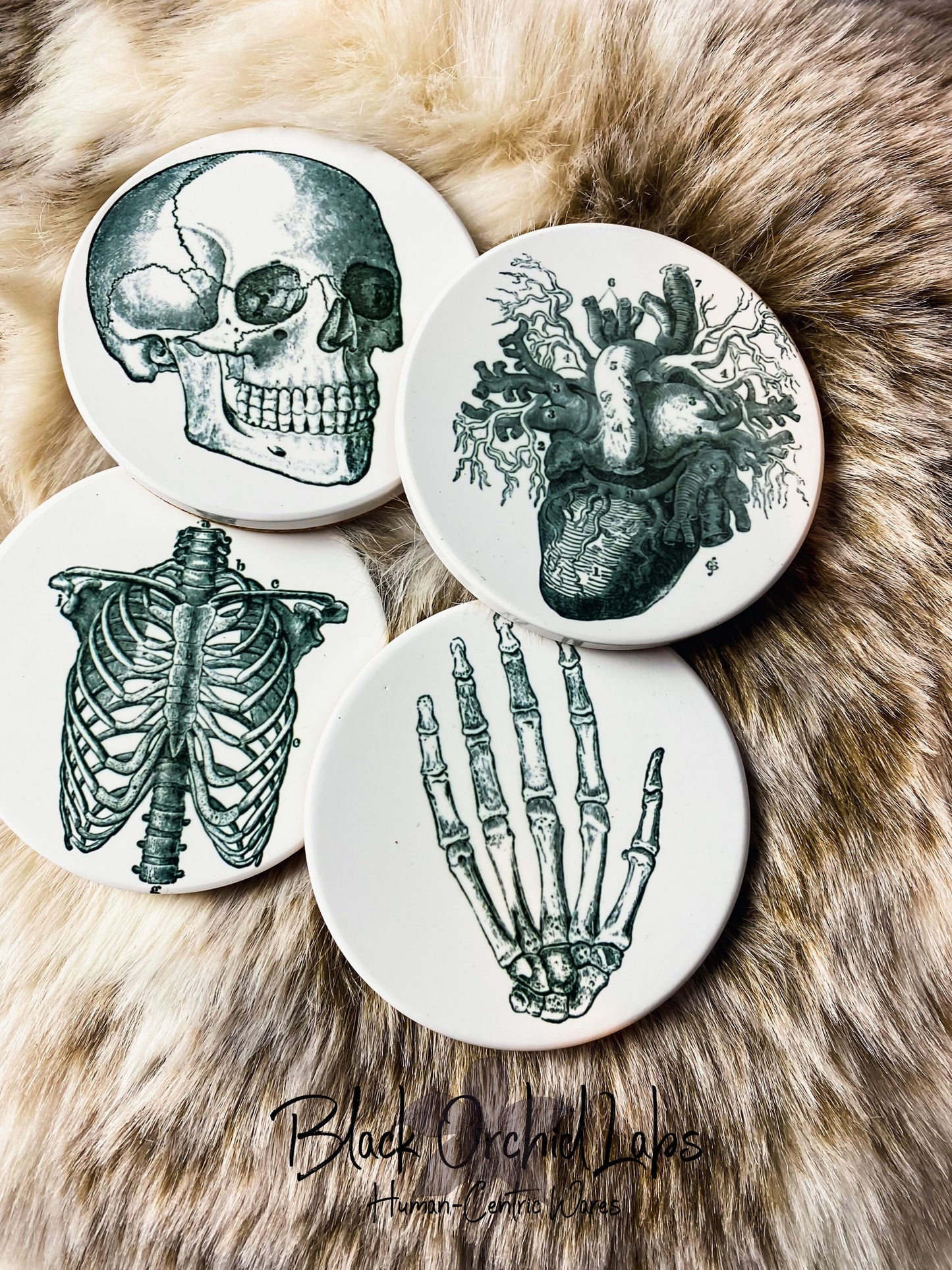 Vintage Skull Anatomy Coasters, Set of 4, Goth Coasters, Dark Academia, Furniture and Decor, Gift for him