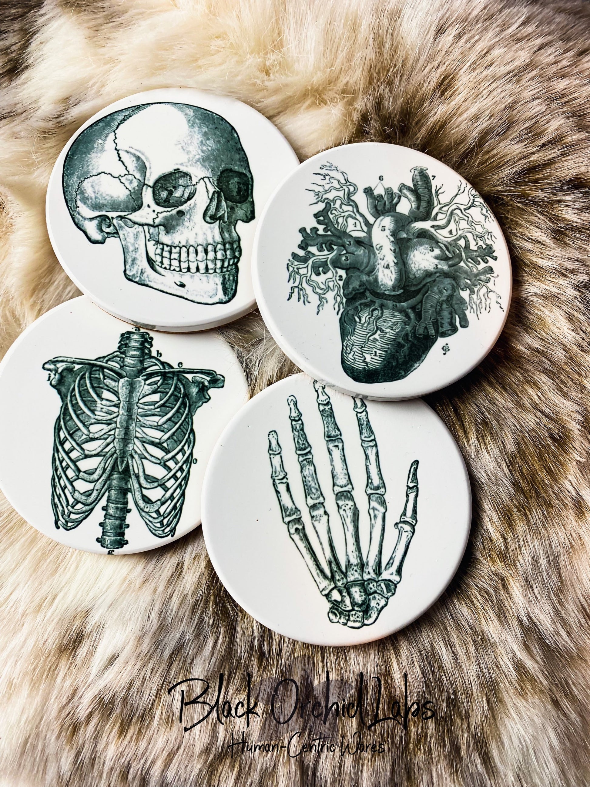 Vintage Skull Anatomy Coasters, Set of 4, Goth Coasters, Dark Academia, Furniture and Decor, Gift for him