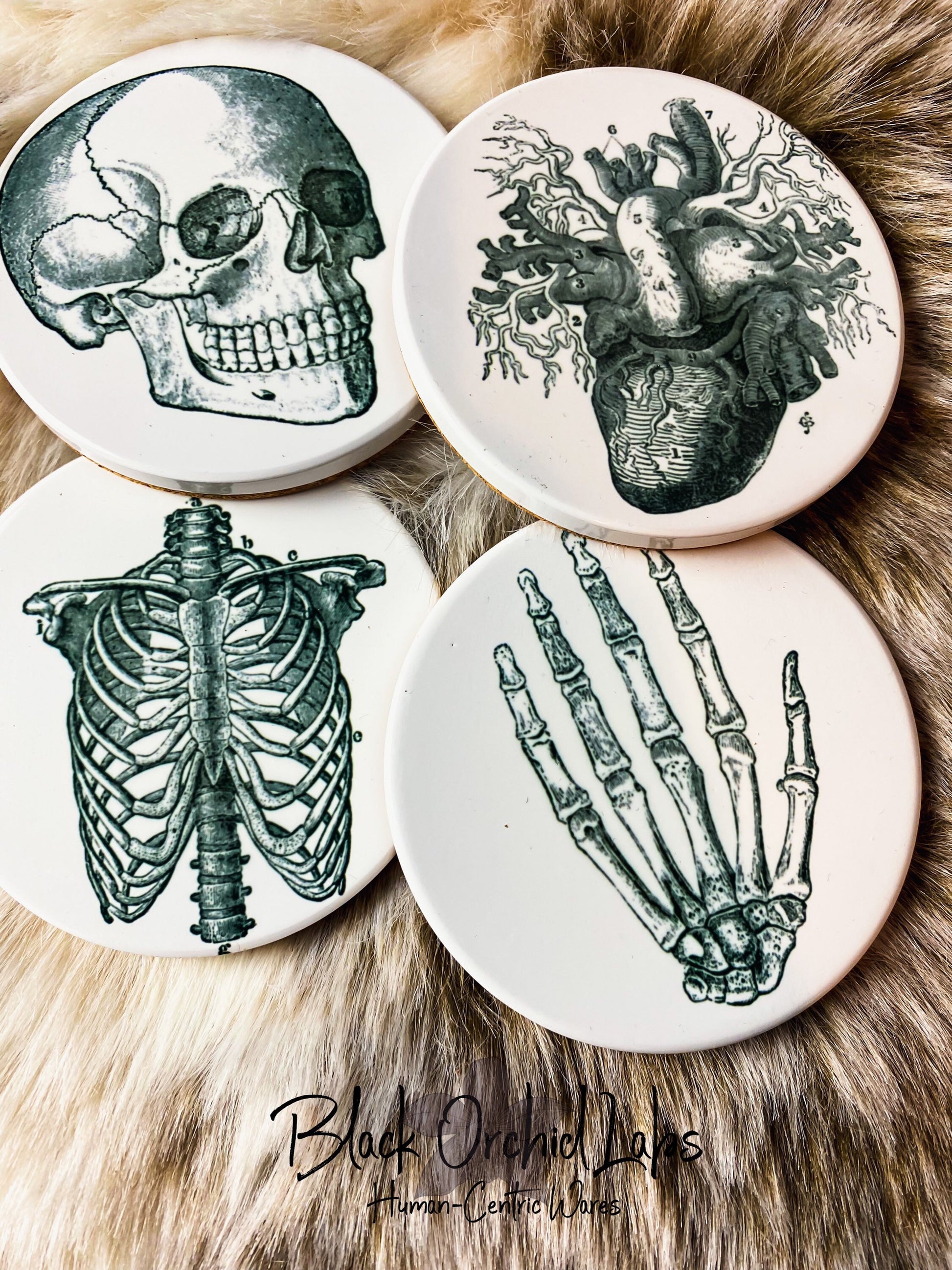 Vintage Skull Anatomy Coasters, Set of 4, Goth Coasters, Dark Academia, Furniture and Decor, Gift for him